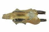 Fossil Mud Lobster (Thalassina) - Australia #95777-2